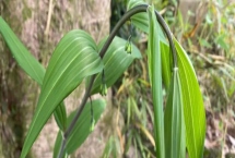 黃精的產地，種類多產地分布廣
